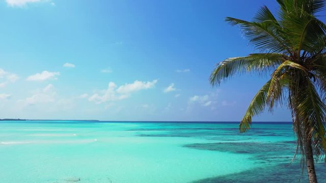 Aerial view of a palm tree in front of the turquoise sea and blue sky in the Philippines. Dolly in