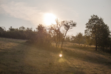 Landschaft im Sommer