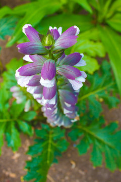 acanto visto desde arriba