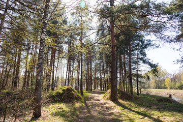 road in the forest