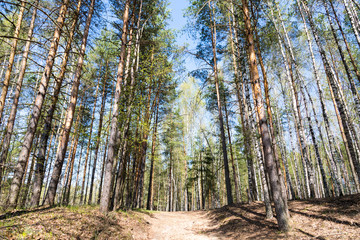 forest in autumn
