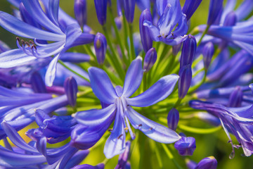 Detalle lila del nilo flor morada