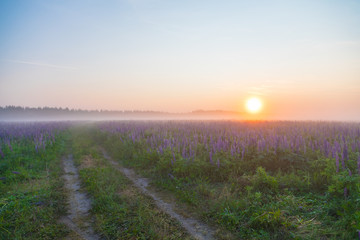 sunrise in the field