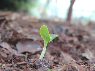 The growing seedlings and the water that comes down