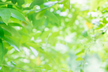Closeup nature view of green leaf on blurred greenery background in garden with copy space using as background natural green plants landscape,