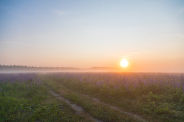 sunrise in the field