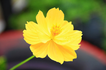Yellow flowers fresh and blooming with blurred natural background.