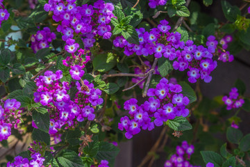 peque&ntilde;as flores moradas