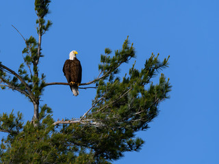 Bald Eagle Perched in Tall Tree