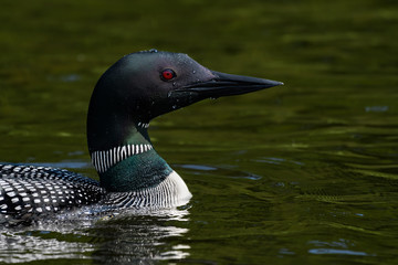 Common loon Swimming in Green Water, Closeup Portrait