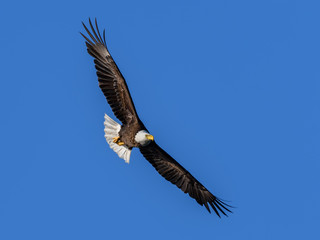 Fototapeta na wymiar Bald Eagle in Flight on Blue Sky