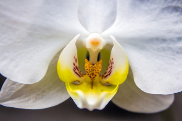 detalle macro de orquidea