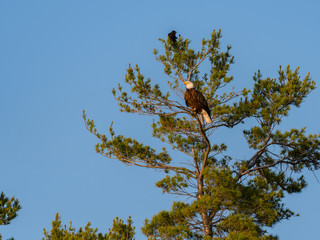 Bald Eagle Perched in Tall Tree