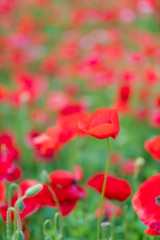 Obraz premium poppy field of poppies