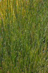 textura de tallos verdes