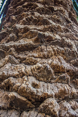 Textura rugosa con madera de árbol