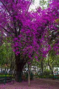 bugambilia floreando 