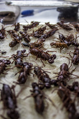 insectos para comer en el mercado