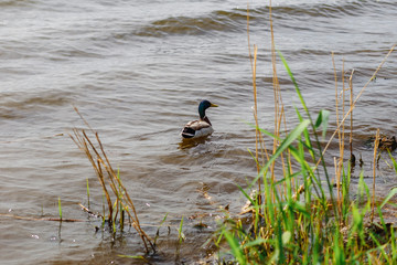 Beautiful drakein the river