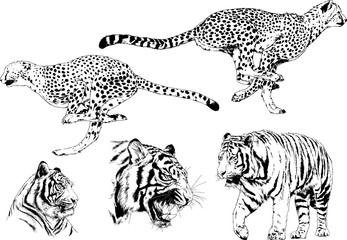 set of vector drawings on the theme of predators tigers are drawn by hand with ink tattoo logos	