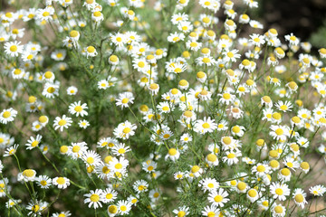 Chamomile (Matricaria chamomilla) blooms in the summer garden on a sunny day
