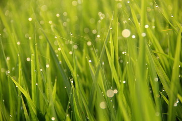 Dew drop on rice field in the morning with beautiful sunshine.