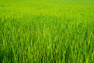The light that falls splash of green fields