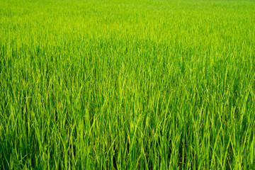 The light that falls splash of green fields
