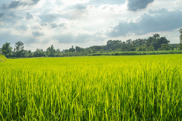 Fototapeta premium The light that falls splash of green fields