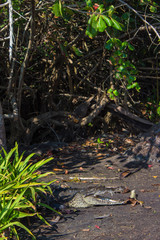 Cocodrilo tomando el sol en Maglar