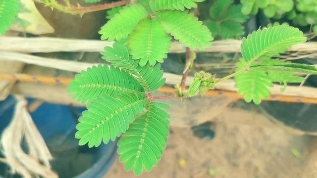 mimosa pudica plant also known as shy or touch me not plant being touched by a finger. plant sensitive to touch of a foreign object