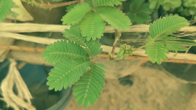 mimosa pudica plant also known as shy or touch me not plant being touched by a finger. plant sensitive to touch of a foreign object