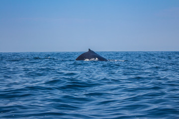 Fototapeta premium Lomo de ballena sobresale en el mar
