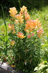 Common snapdragon or Antirrhinum majus light pink and orange open blooming flowers growing in shape of small bush in local urban garden on warm sunny spring day