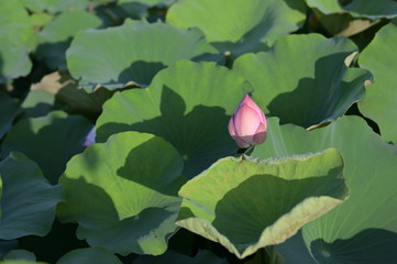 Lotus farm for tourists in Thailand