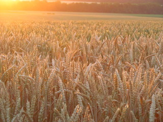 Landscape of the morning sunrise over the forest in a field with wheat spikes. Bright light of the sun