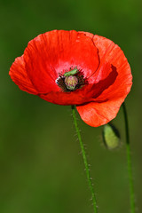 Green beetle in the middle of poppy flower.