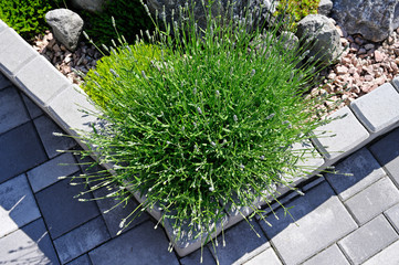 Lavender flower buds and green leaves in corner of rock garden.