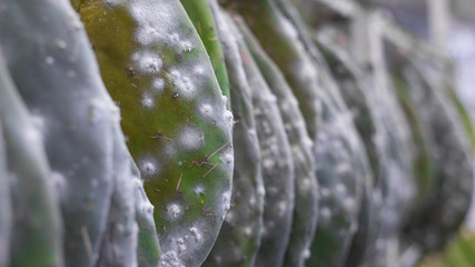 Producción de Grana cochinilla, en México un insecto se utiliza como colorante artificial