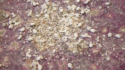 Producción de Grana cochinilla, en México un insecto se utiliza como colorante artificial
