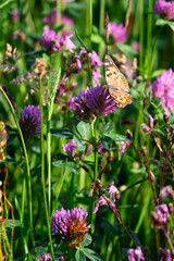 Vanessa cardui outside in the meadow.