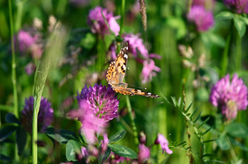 Vanessa cardui outside in the meadow.