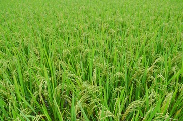 Rice Green Field