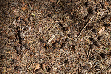 Brown pine and fir cone lying on the ground