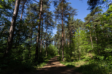 Fototapeta na wymiar Road in the pine forest