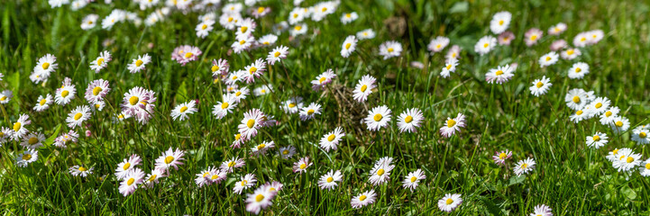 Directly above shot of lawn daisies growing among green grass.