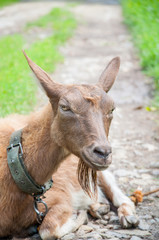 A brown goat is lying on the ground near the green grass. Tied up