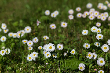 Directly above shot of lawn daisies growing among green grass.