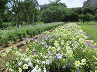 Flower Garden