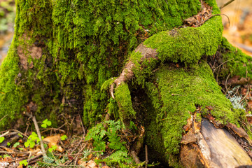 Bright colourful green moss on a tree trunk on a wood glade
